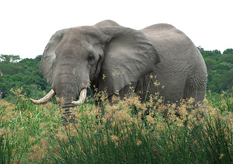 Image showing Elephant in high grassy vegetation