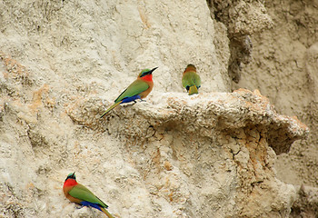 Image showing colorful Bee-eaters on earth formation