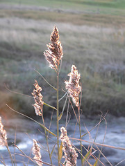 Image showing beach scenery in Northern Germany