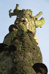 Image showing mushrooms on tree trunk