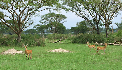 Image showing Uganda Kobs in african Savannah