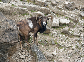 Image showing Mouflon in stony ambiance