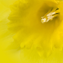 Image showing yellow daffodil closeup