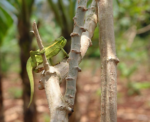 Image showing Chameleon in Uganda