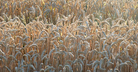 Image showing sunny wheat field detail