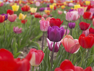 Image showing colorful field of tulips