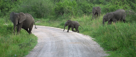 Image showing Elephant family in Africa