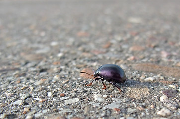 Image showing bug backside while walking on pavement