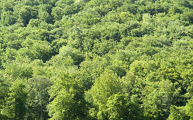 Image showing forest detail at spring time