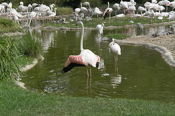 Image showing Flamingoes in sunny ambiance