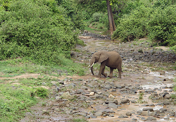 Image showing Elephant crossing river bed in Africa