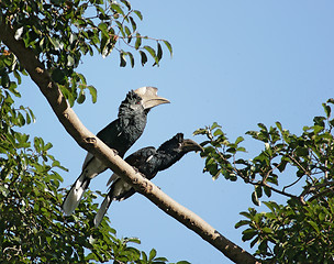 Image showing Silvery-cheeked Hornbills in Africa