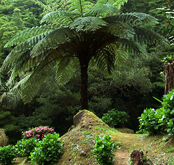 Image showing huge fern at the Azores