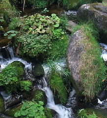 Image showing overgrown Triberg Waterfalls detail