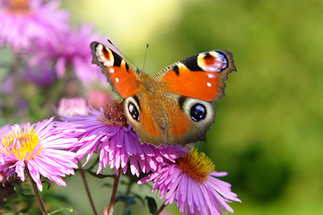 Image showing peacock butterfly on violet flowers