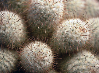 Image showing cactus detail