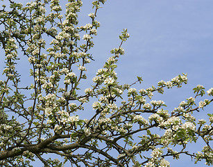 Image showing pear blossoms on branch