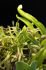 Image showing carnivorous plants