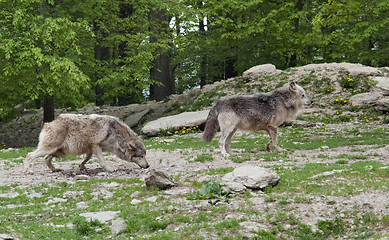 Image showing Gray Wolves near forest