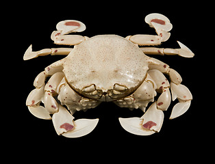 Image showing moon crab isolated on black