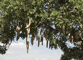 Image showing Sausage Tree fruits