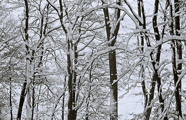 Image showing winter forest detail