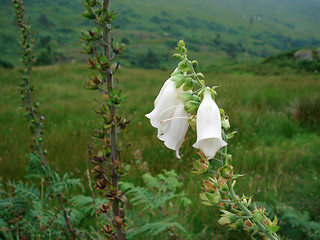 Image showing white Highland Flower