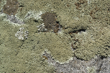 Image showing greenish lichen on stony ground