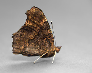 Image showing brown butterfly sideways