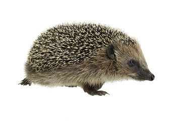 Image showing walking hedgehog in white back