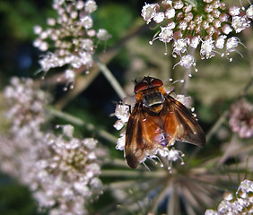 Image showing Diptera in natural back