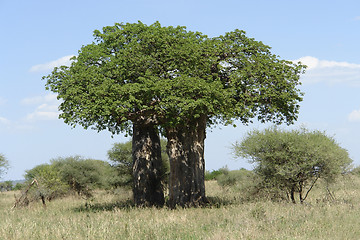Image showing big Baobab tree