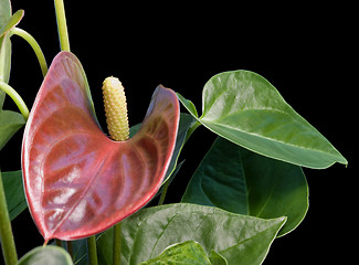 Image showing Flamingo Flower in black back