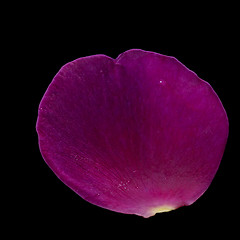 Image showing purple rose petal