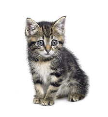 Image showing cute little kitten