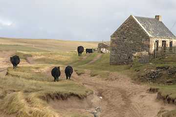 Image showing cattle and house in Scotland