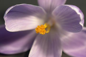 Image showing crocus flower closeup