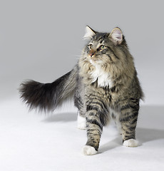 Image showing tabby Norwegian Forest cat