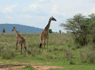 Image showing two Giraffes in the african savannah