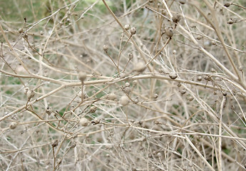 Image showing sere plant detail