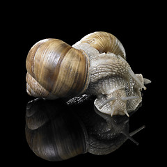 Image showing two Grapevine snails on each other