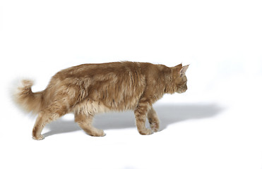 Image showing walking Maine Coon Cat