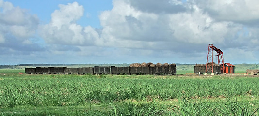 Image showing sugarcane harvesting