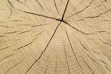 Image showing wood cut with annual rings