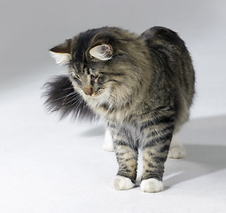 Image showing tabby Norwegian Forest cat