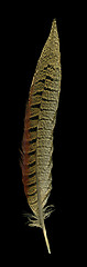 Image showing pheasant feather