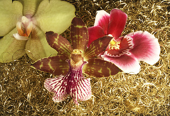 Image showing orchid flowers in golden back