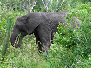 Image showing Elephant in green vegetation