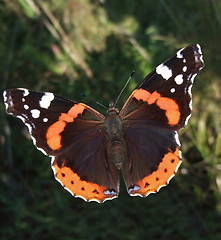 Image showing Red Admiral butterfly