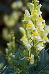 Image showing yellow snapdragon flowers
